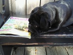 Distressed Black Outside Bench (Louie not included)